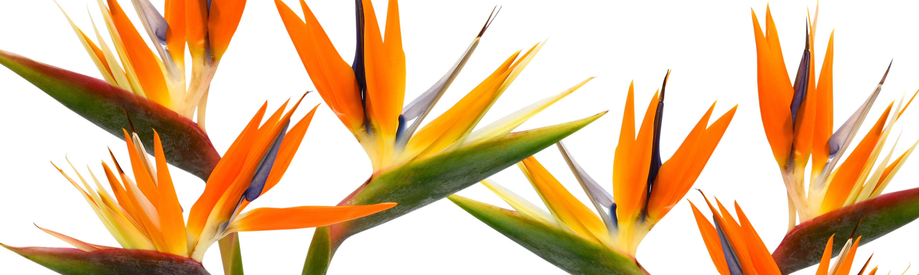 Swenson and Silacci Flowers Flower Delivery Salinas, CA Florist