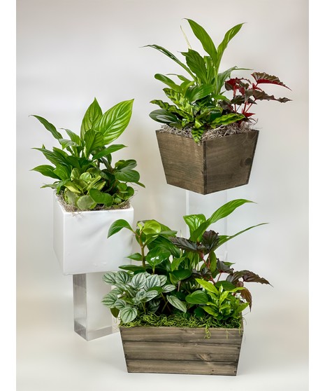 Euro Garden - Green