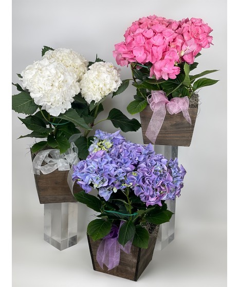 Hydrangea Plant