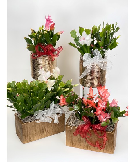 Mini Christmas Cactus Plant