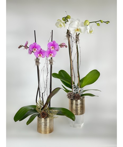Winter Phalaenopsis Orchid Plant