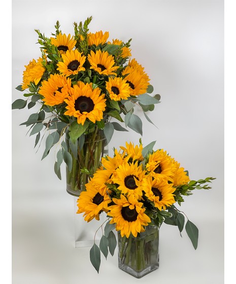 Spectacular Sunflowers