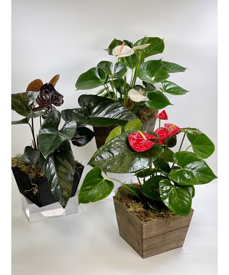 Anthurium Plant