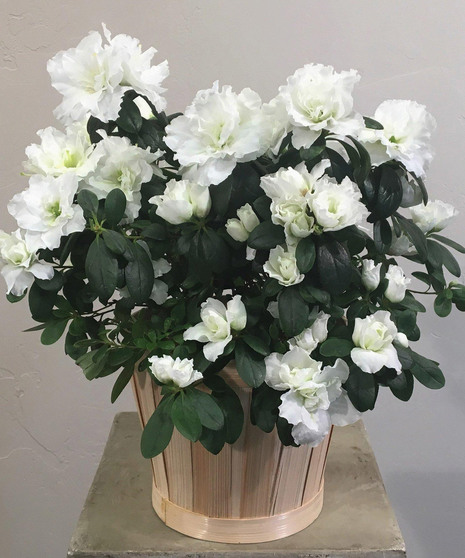 Azalea Plant