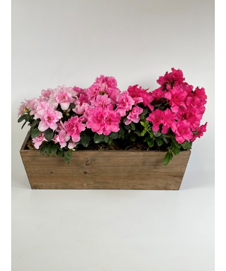 Azalea Trio