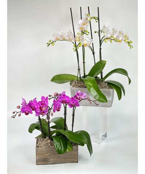 Double Mini Phalaenopsis Orchid Plant