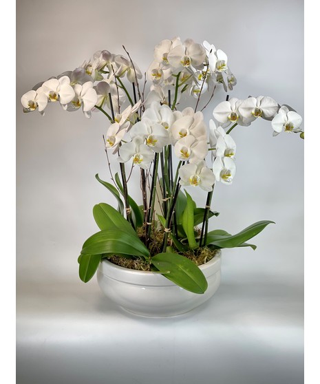 4 Phalaenopsis Orchid Planter