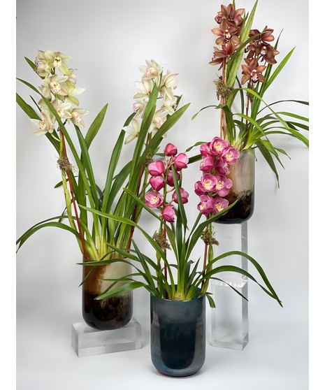 Cymbidium Orchid Plant