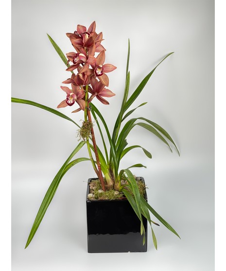 Cymbidium Orchid Plant