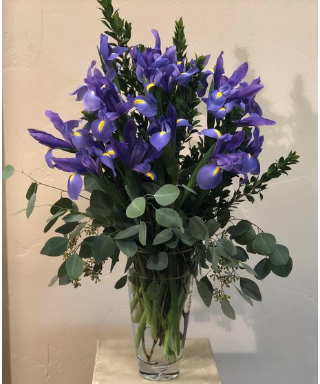 Beautiful Iris