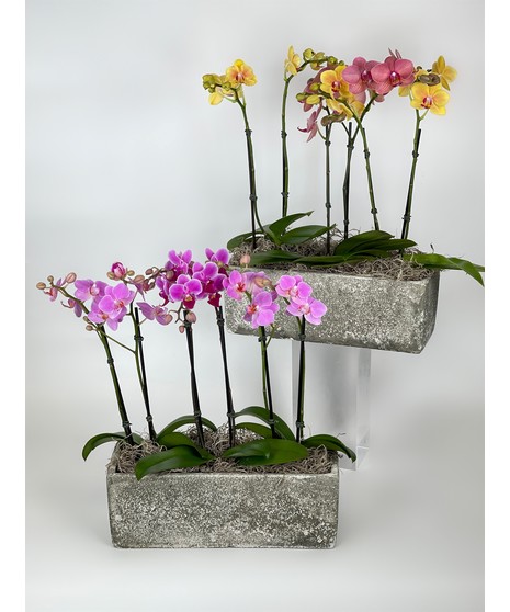 Triple Mini Phalaenopsis Orchid Plant