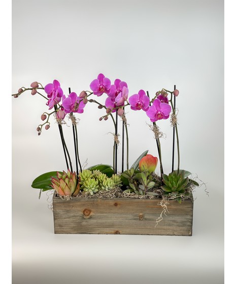 Triple Mini Orchid Plant w/ Succulents