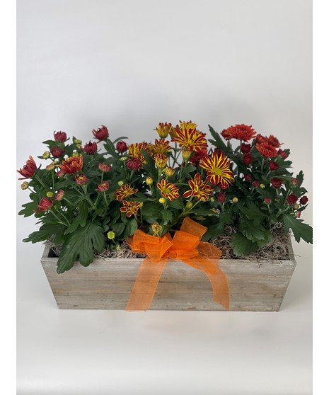 Daisy Mum Trio