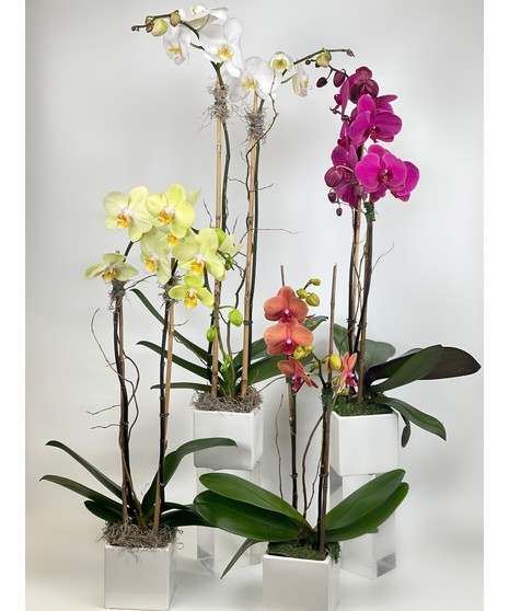 Phalaenopsis Orchid Plant