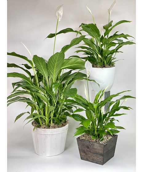 Peace Lily