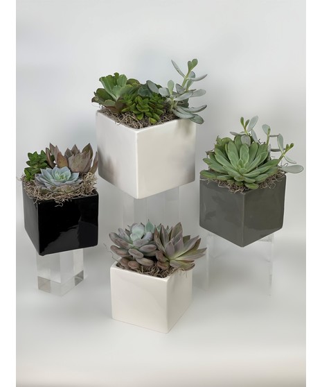 Sweet Succulents