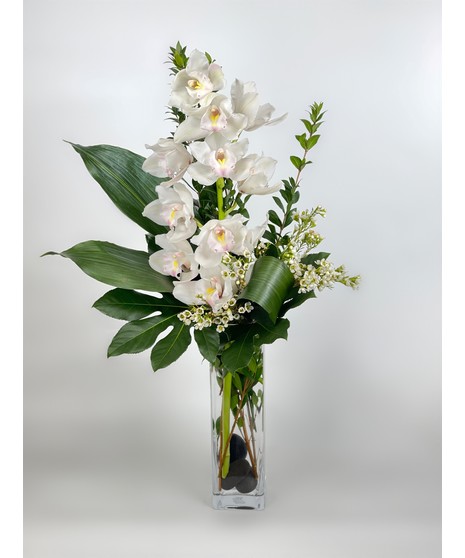 Cymbidium Orchid Beauty
