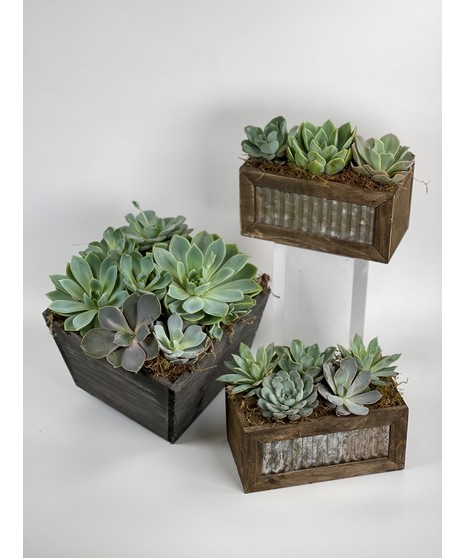 Rustic Succulents