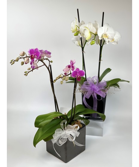 Mini Phalaenopsis Orchid Plant