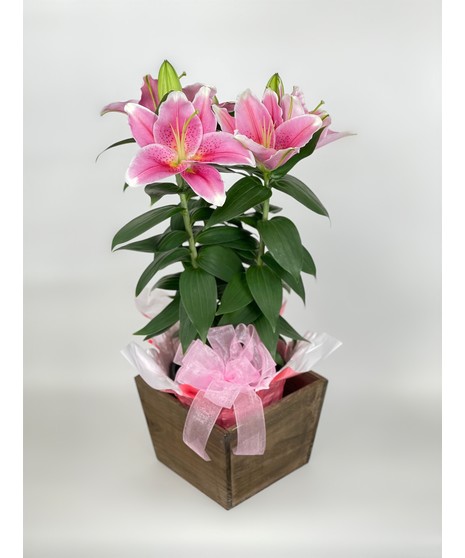 Stargazer Lily Plant
