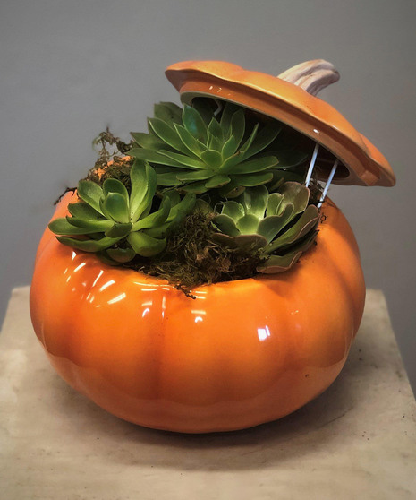Orange Pumpkin Succulents