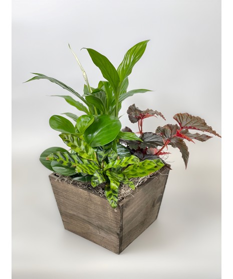 Euro Garden - Green