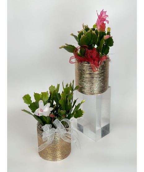 Mini Christmas Cactus Plant