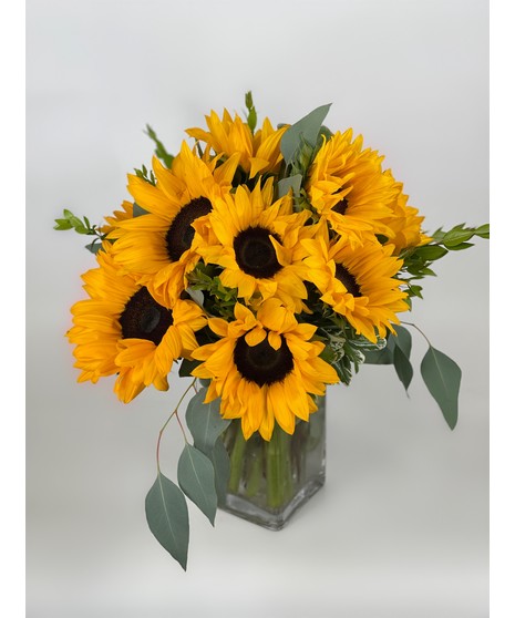 Spectacular Sunflowers