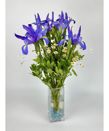 Beautiful Iris
