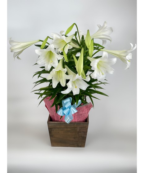 Easter Lily - LARGE