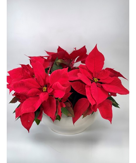 small poinsettia trio