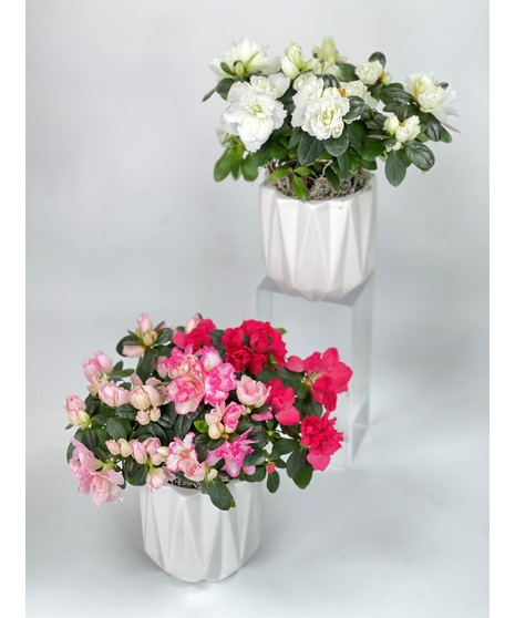 selection of small plants