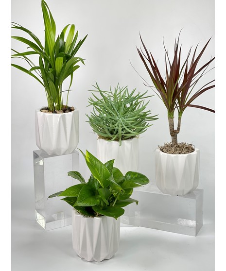 Mini Desktop Plants