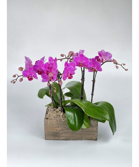 Orchid Plants