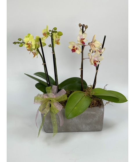 Orchid Plants