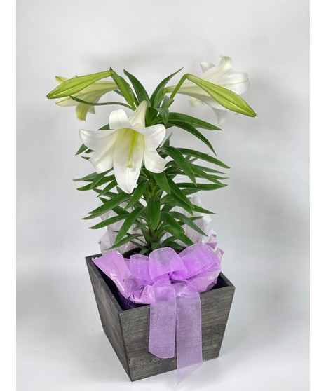 Easter Lily - REGULAR