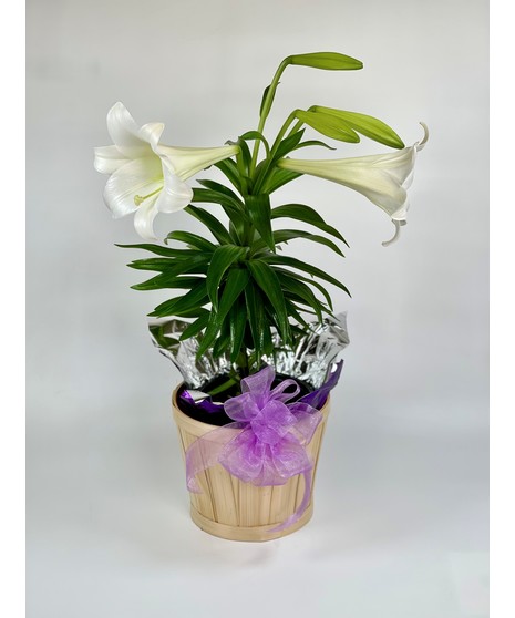 Easter Lily