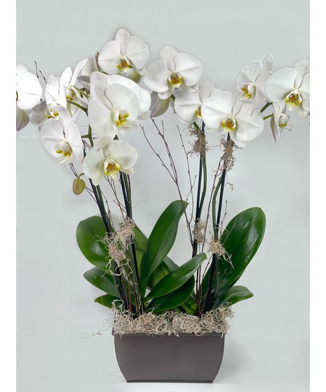 Double Phalaenopsis Orchid Plant