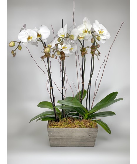 orchid plant