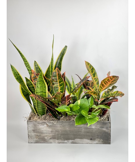 Plants
