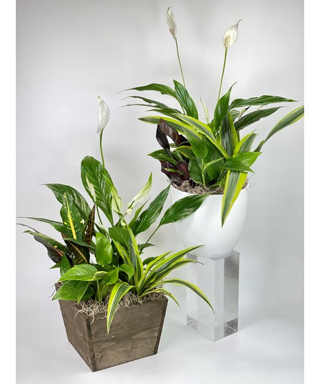 Plants