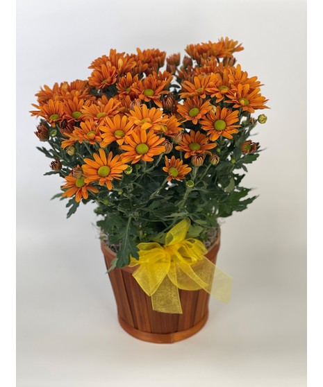 Mum Plant