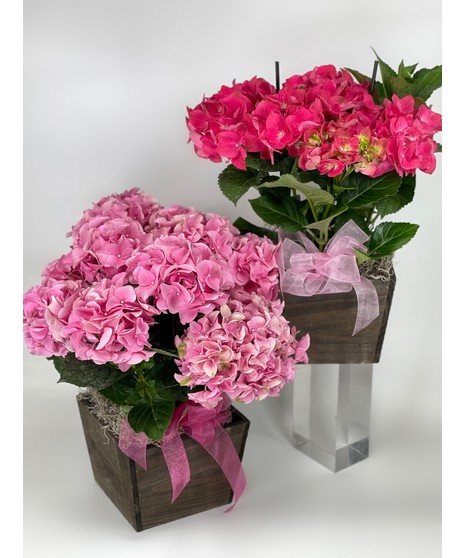 Hydrangea Plant