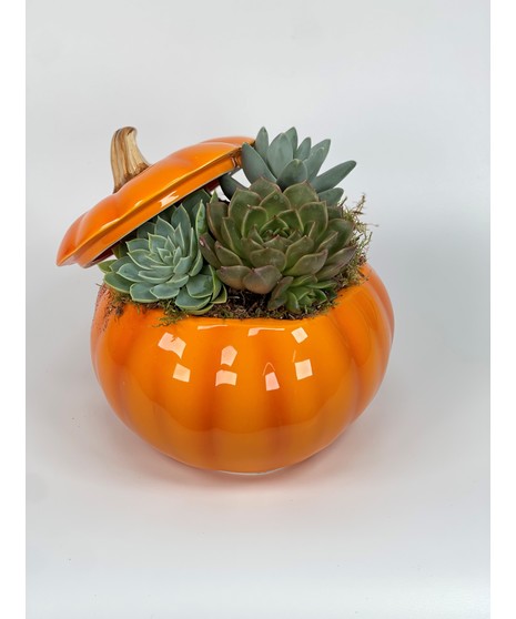 Orange Pumpkin Succulents