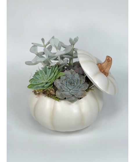 White Pumpkin Succulents