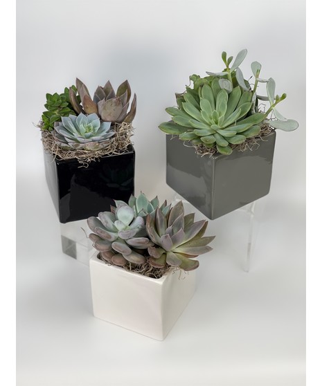 Sweet Succulents