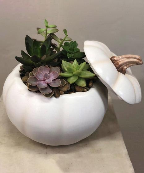 White Pumpkin Succulents