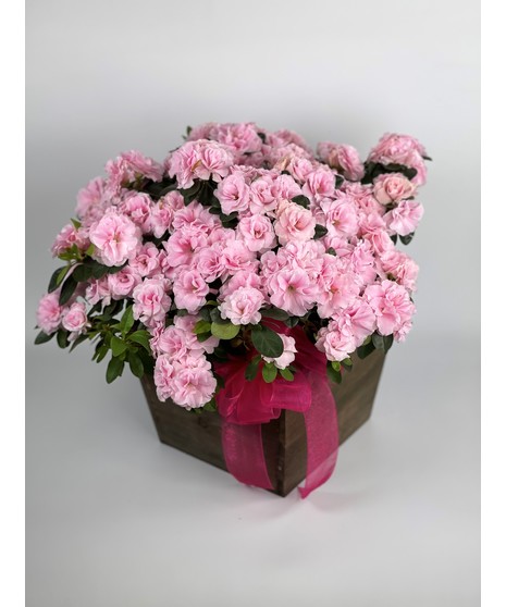 Azalea Plant