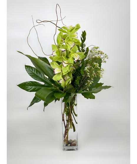 Cymbidium Orchid Beauty