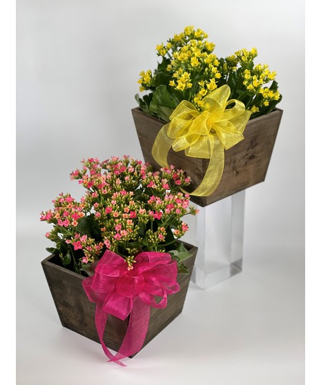 Kalanchoe Plant